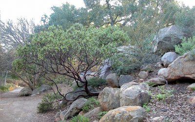 Santa Ynez Valley Tree Care